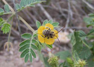 bee on flower