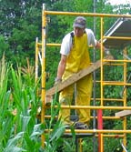 Building scaffolding in a corn field