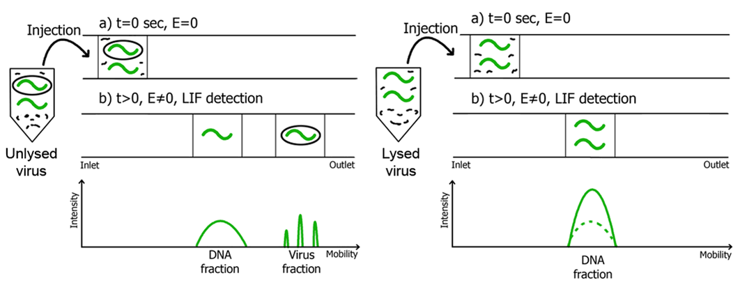 Viral qCE